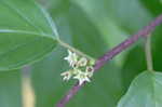 Carolina buckthorn